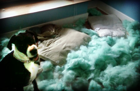 Dog Beds Destroyed